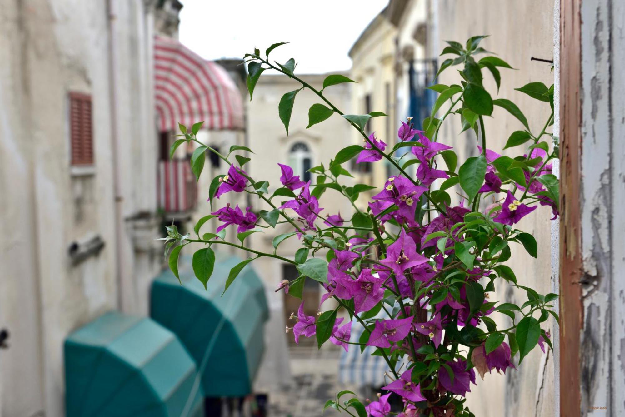 Ciaobari Apartment - Elegant 4 Bedrooms In The Heart Of Old Town 외부 사진